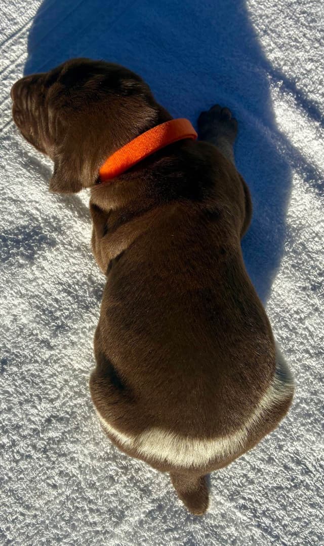 German Shorthaired Pointer Puppies media 5