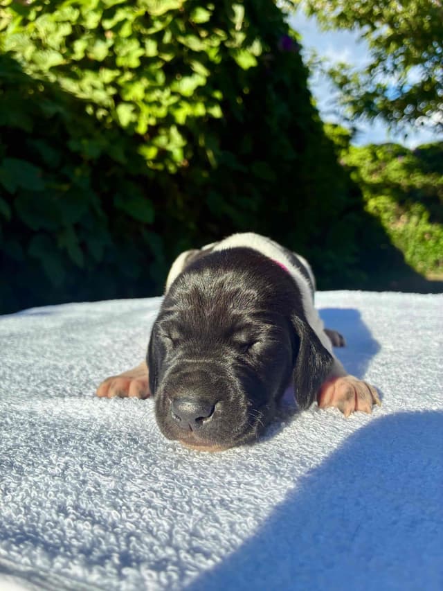 German Shorthaired Pointer Puppies media 6