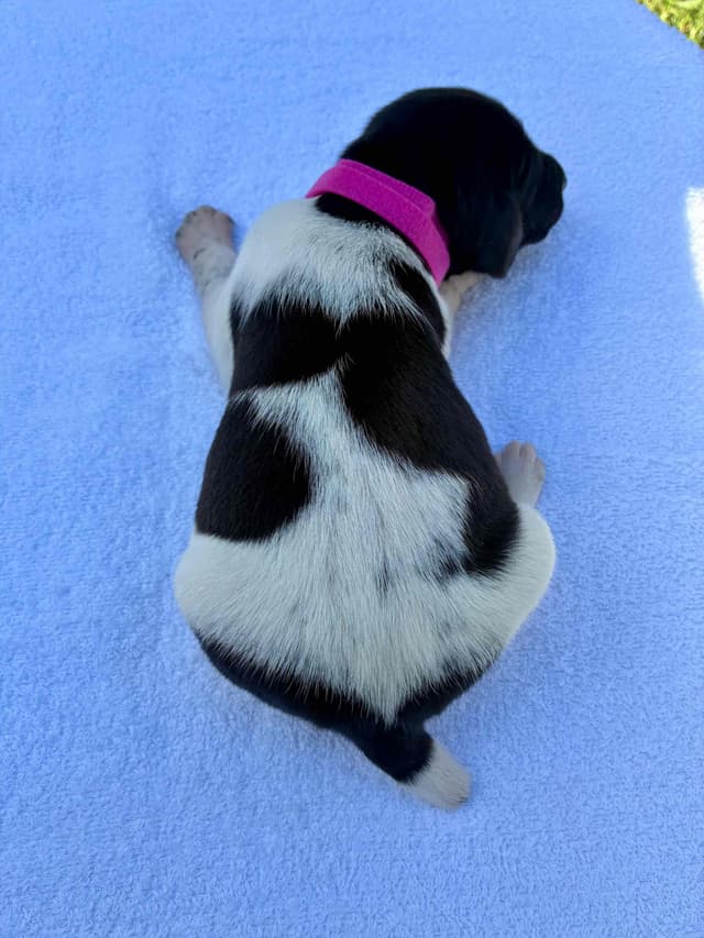 German Shorthaired Pointer Puppies media 8