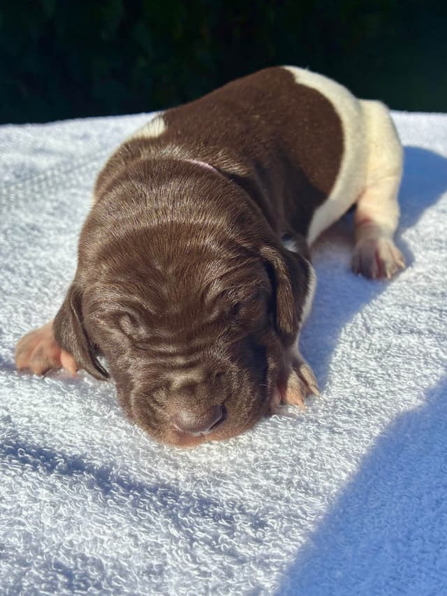 German Shorthaired Pointer Puppies media 11