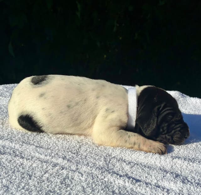 German Shorthaired Pointer Puppies media 9