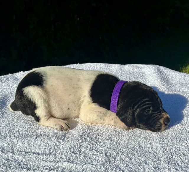 German Shorthaired Pointer Puppies media 10
