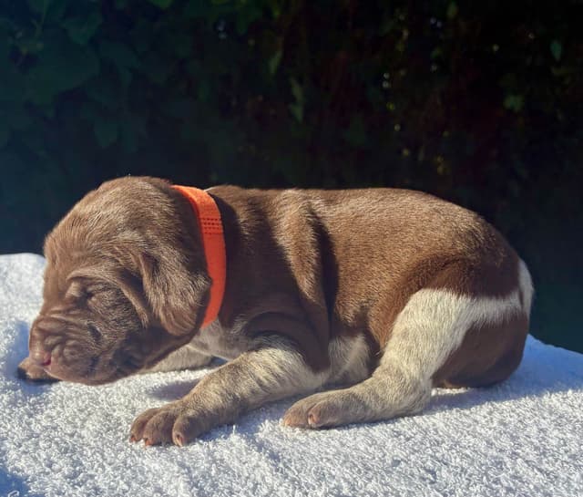 German Shorthaired Pointer Puppies media 12