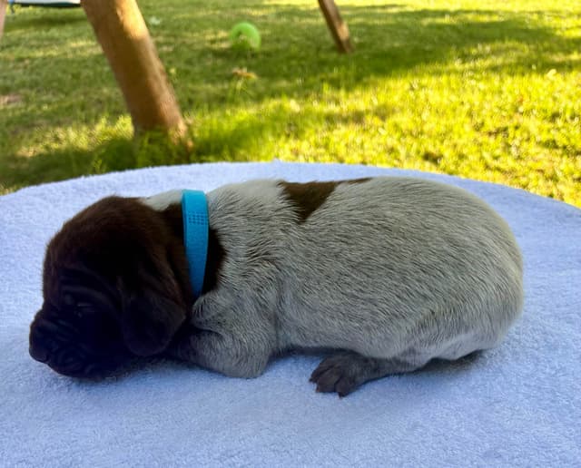 German Shorthaired Pointer Puppies media 13