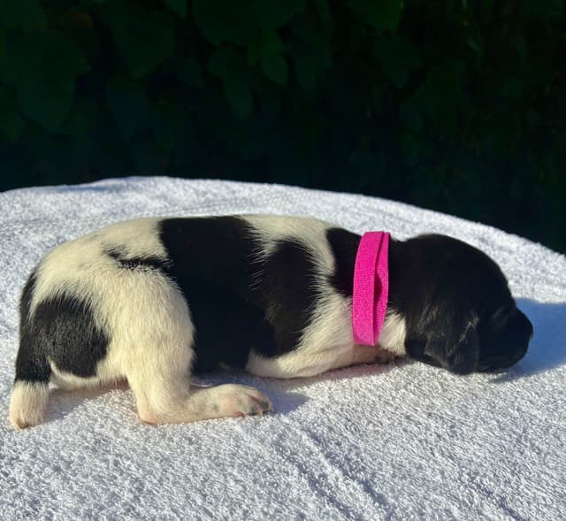 German Shorthaired Pointer Puppies media 15