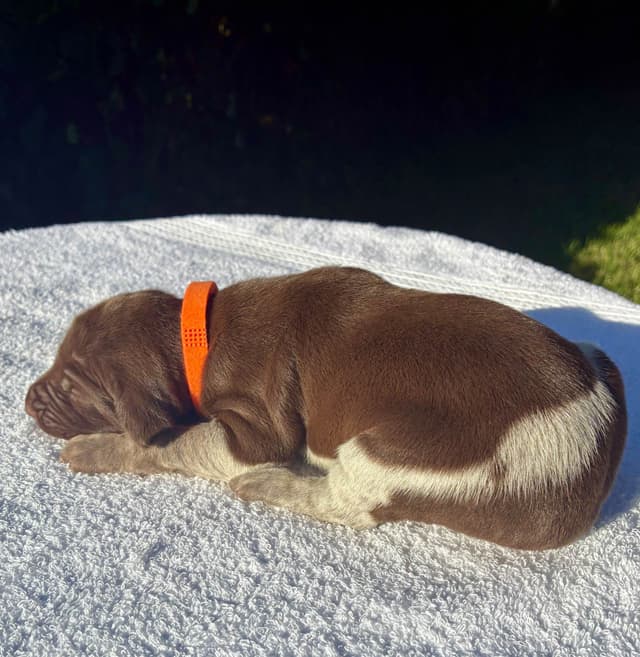 German Shorthaired Pointer Puppies media 17