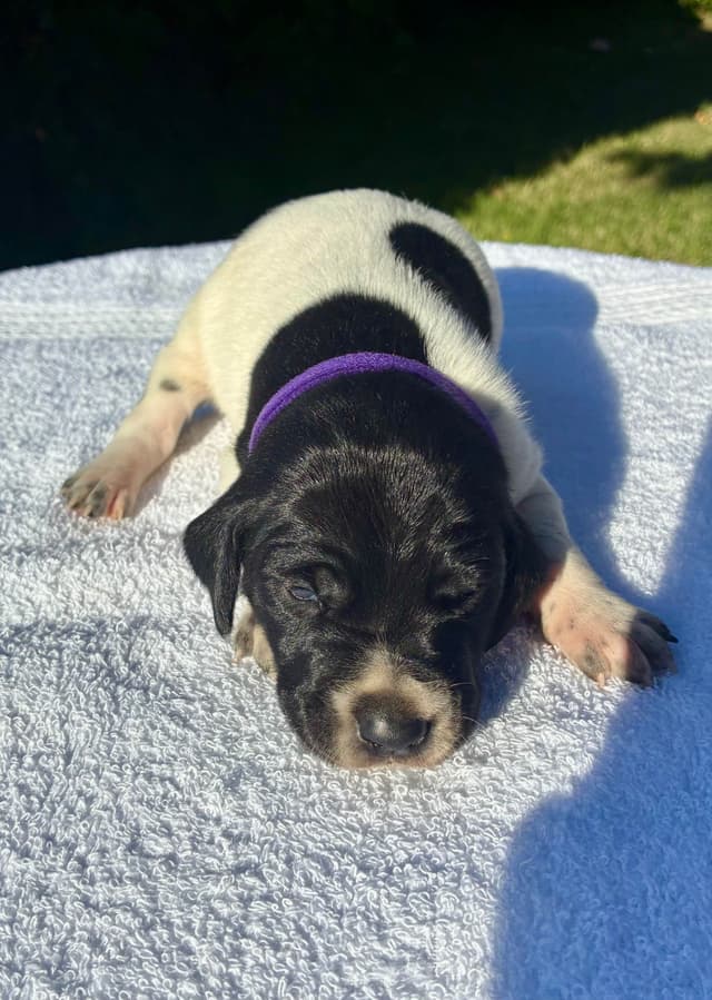 German Shorthaired Pointer Puppies media 18