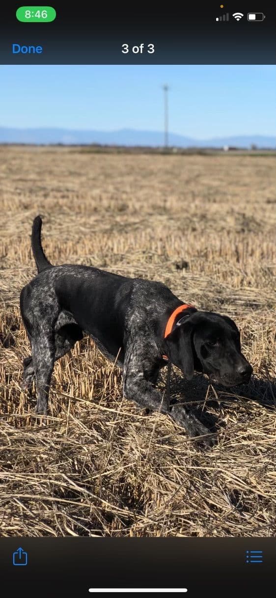 German Shorthaired Pointer Puppies media 23