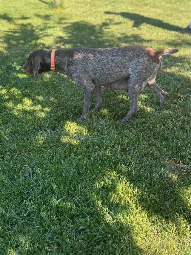 German Shorthaired Pointer Puppies media 25