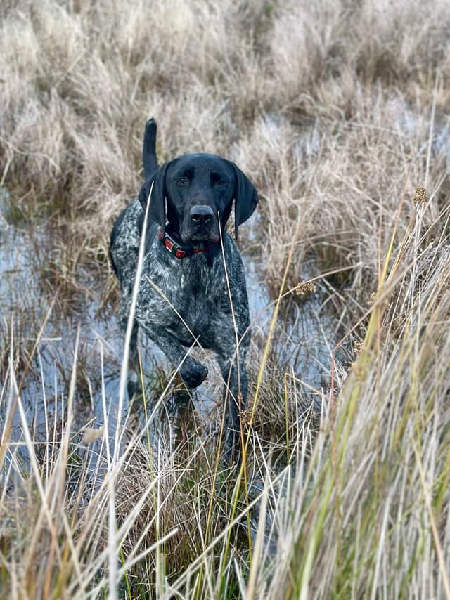 German Shorthaired Pointer Puppies media 26