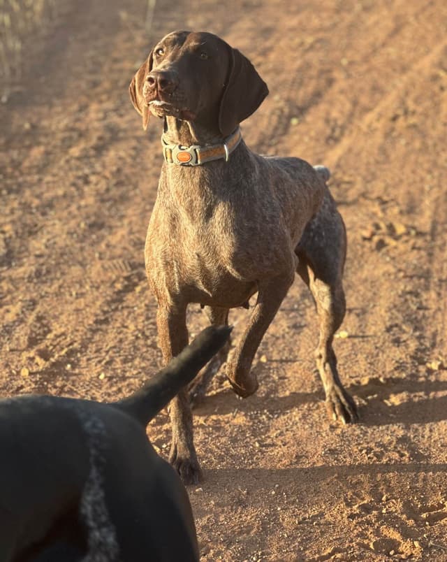 German Shorthaired Pointer Puppies media 24