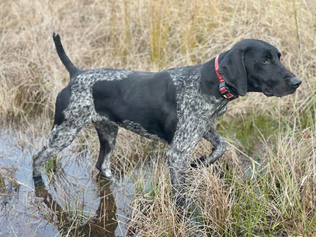 German Shorthaired Pointer Puppies media 27