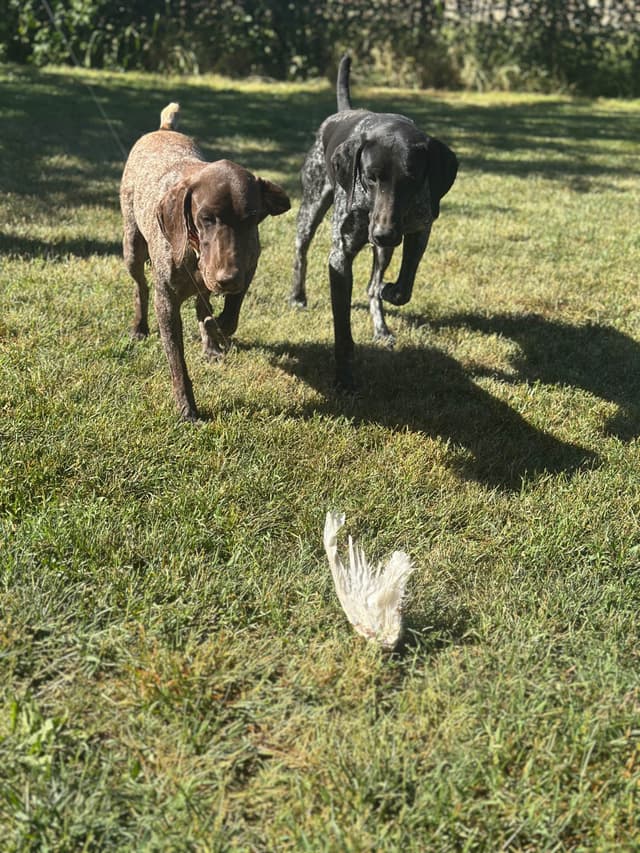 German Shorthaired Pointer Puppies media 28