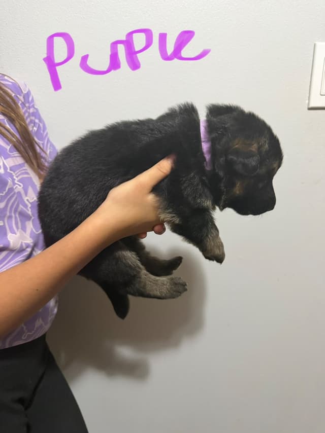 German Shepherd Dog Puppies media 2