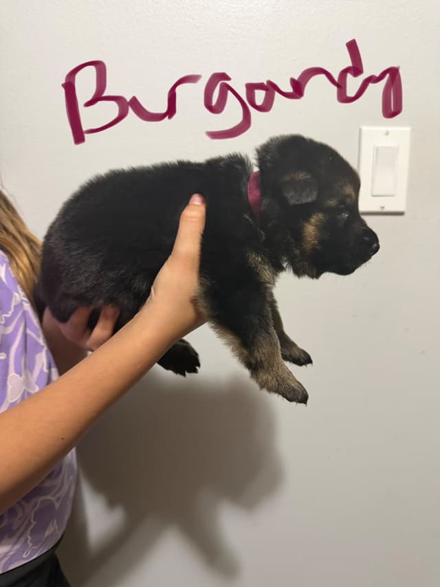 German Shepherd Dog Puppies media 3