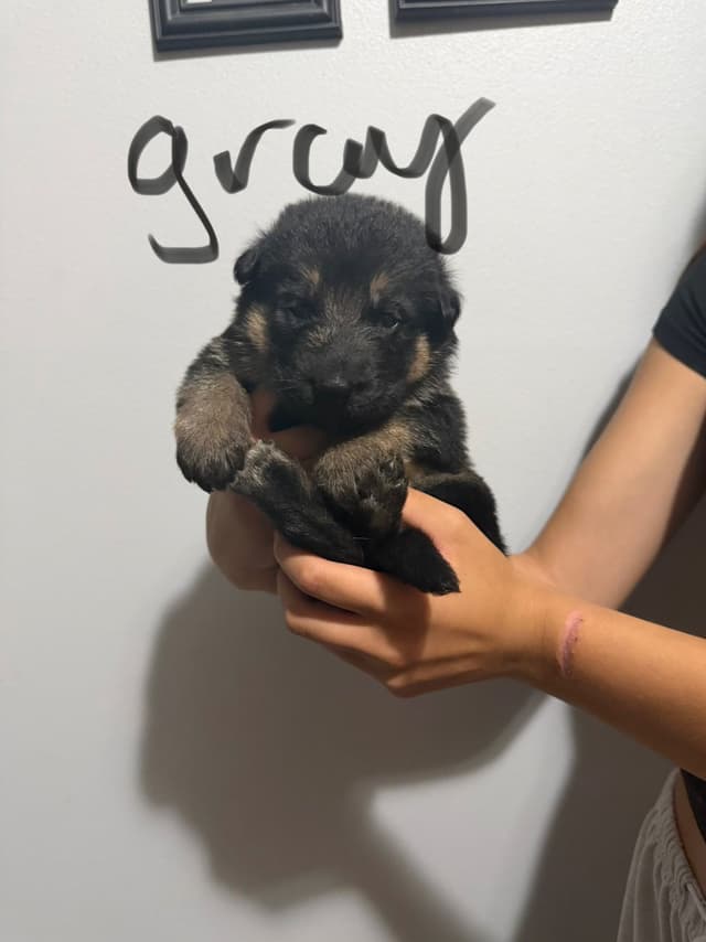 German Shepherd Dog Puppies media 4