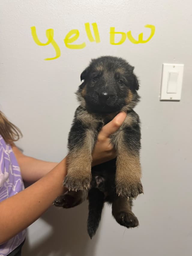 German Shepherd Dog Puppies media 5