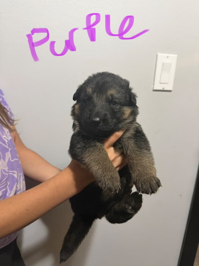 German Shepherd Dog Puppies media 6