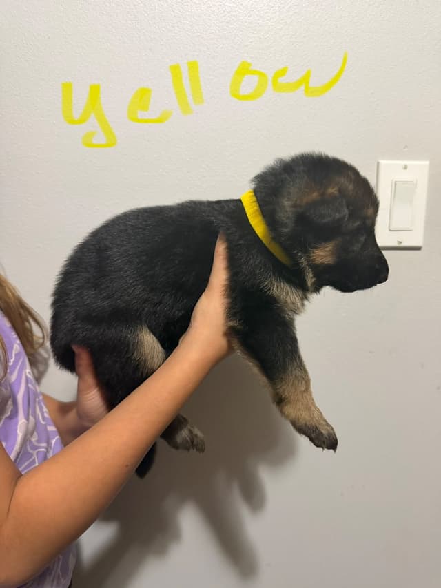 German Shepherd Dog Puppies media 7