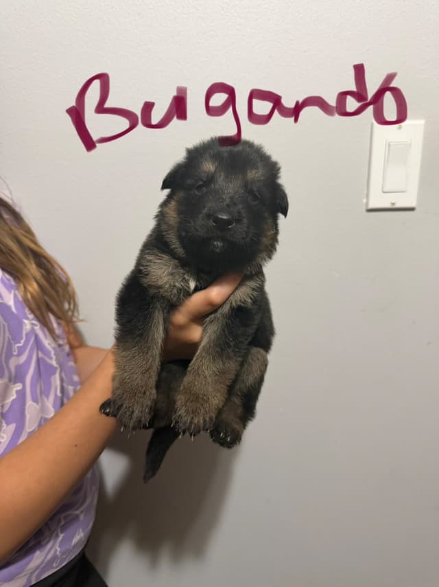 German Shepherd Dog Puppies media 8
