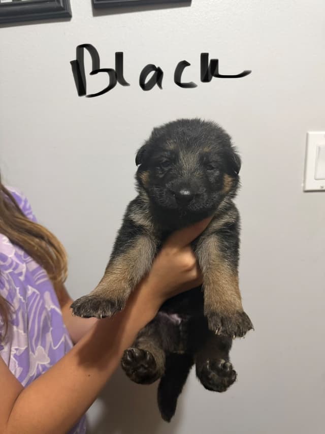 German Shepherd Dog Puppies media 9