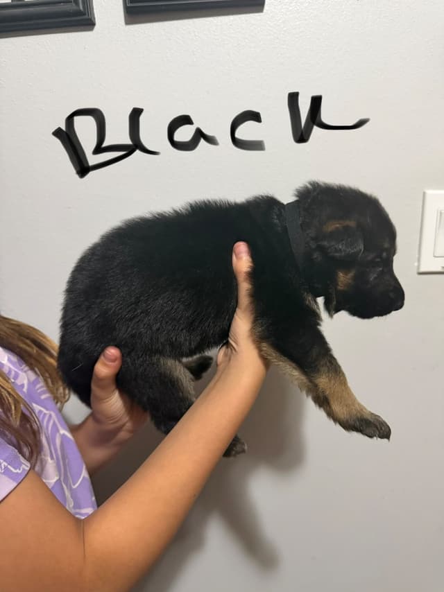German Shepherd Dog Puppies media 11