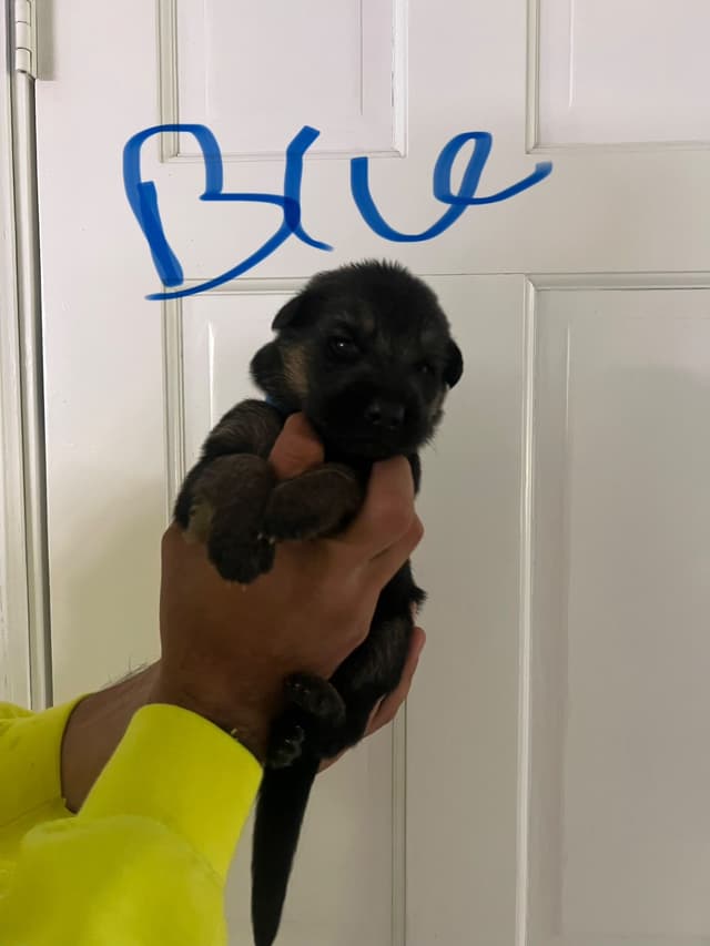 German Shepherd Dog Puppies media 12