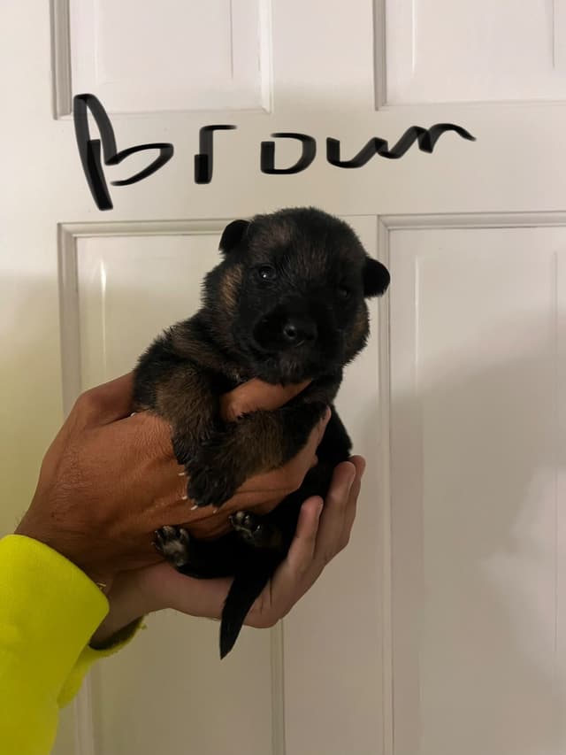 German Shepherd Dog Puppies media 13