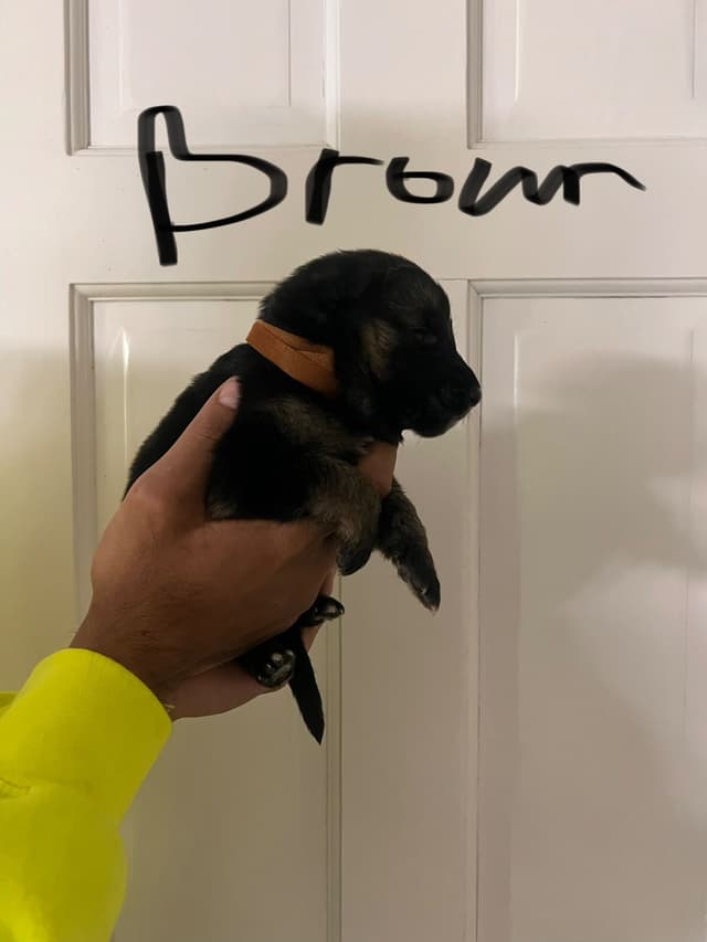 German Shepherd Dog Puppies media 14