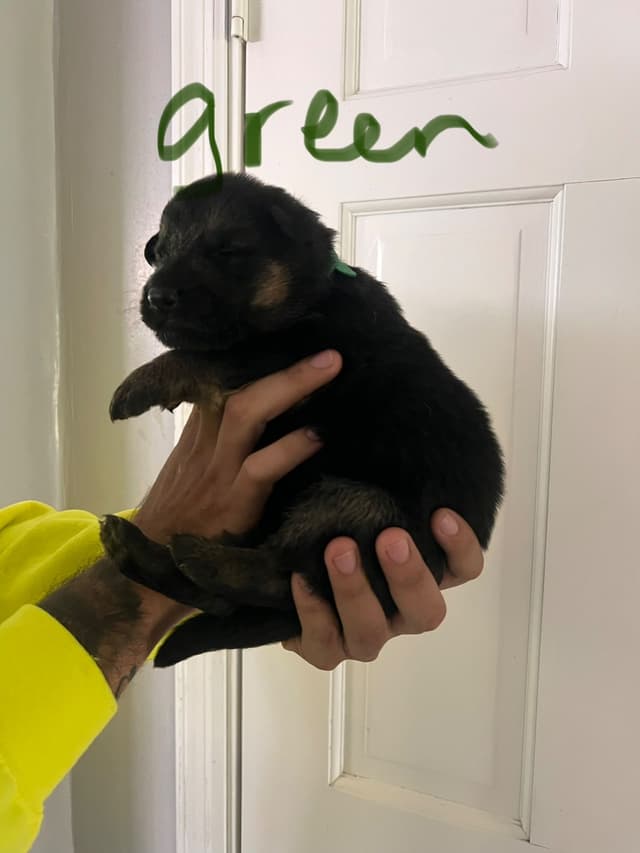 German Shepherd Dog Puppies media 15
