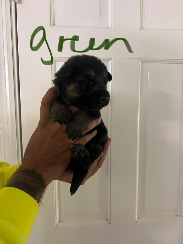 German Shepherd Dog Puppies media 17