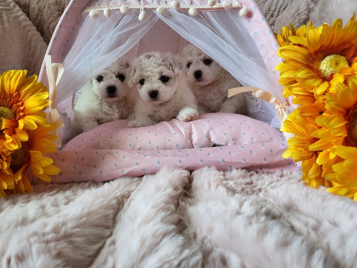 Bichon Frise Puppies breeder image 1