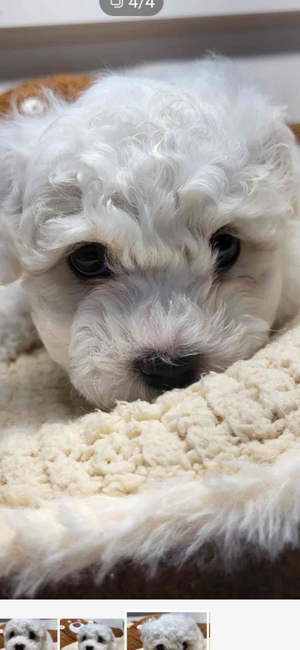 Bichon Frise Puppies breeder image 3