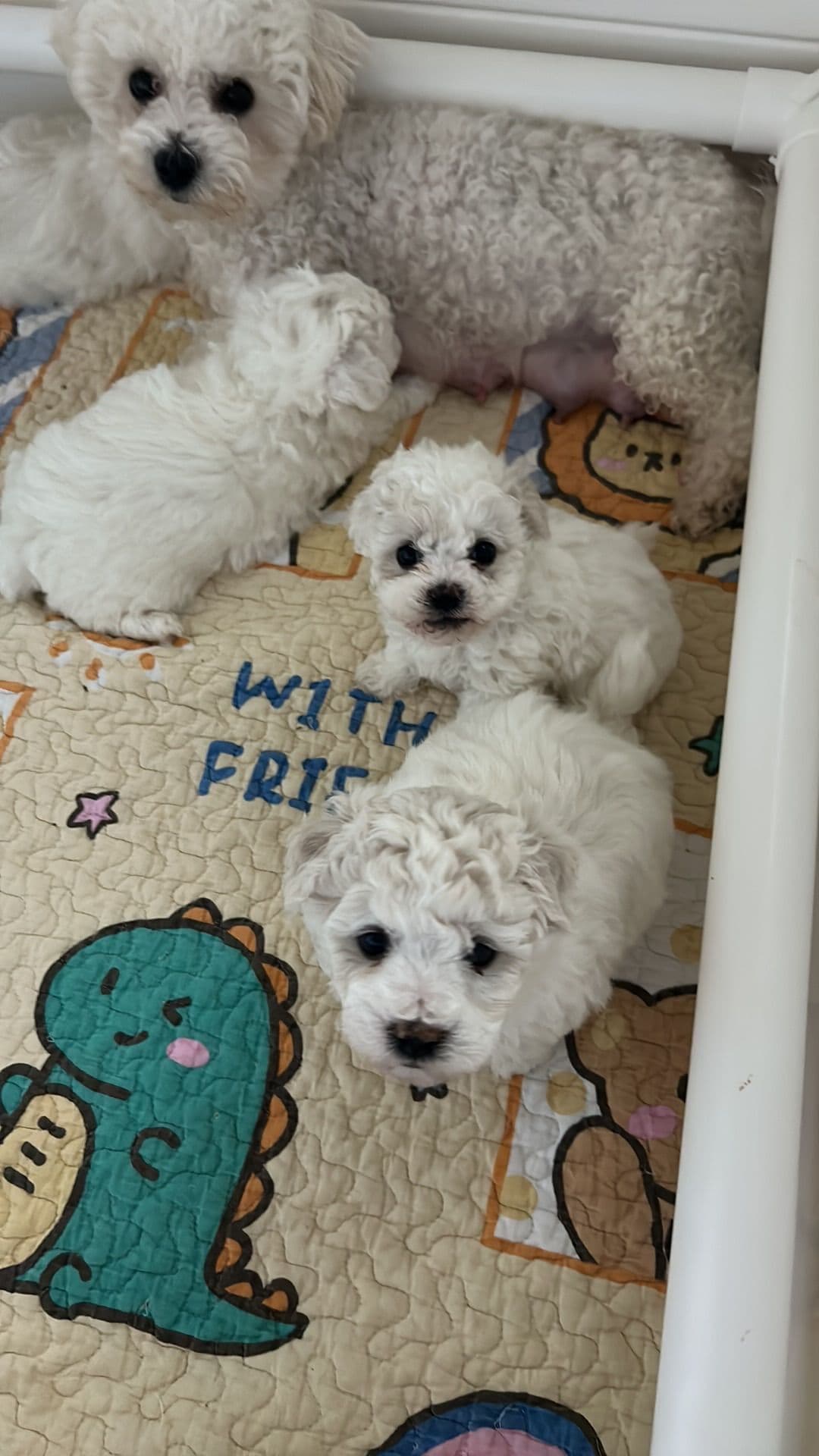Bichon Frise Puppies breeder image 4