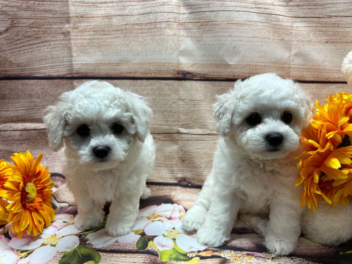 Bichon Frise Puppies breeder image 6