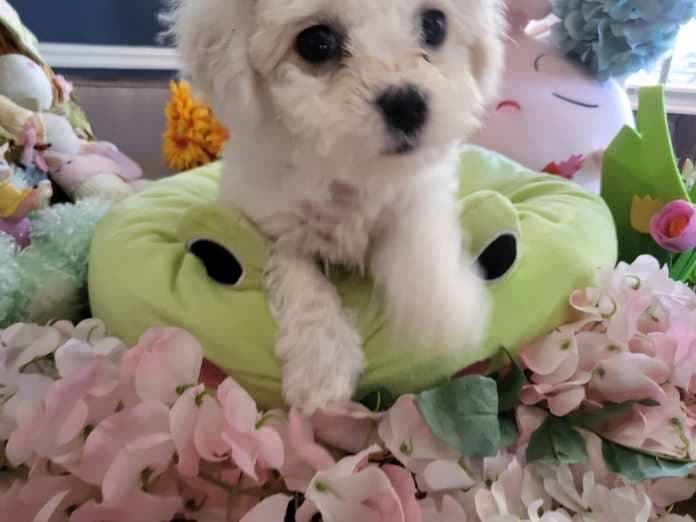 Bichon Frise Puppies breeder image 7
