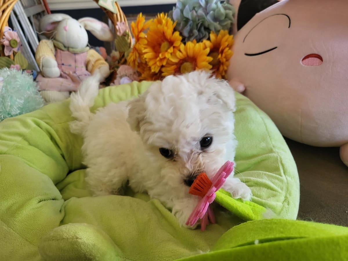 Bichon Frise Puppies breeder image 8