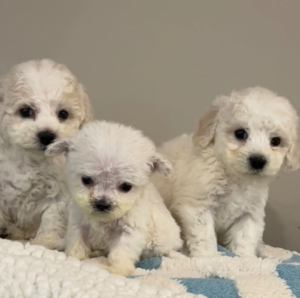 Bichon Frise Puppies breeder image 10