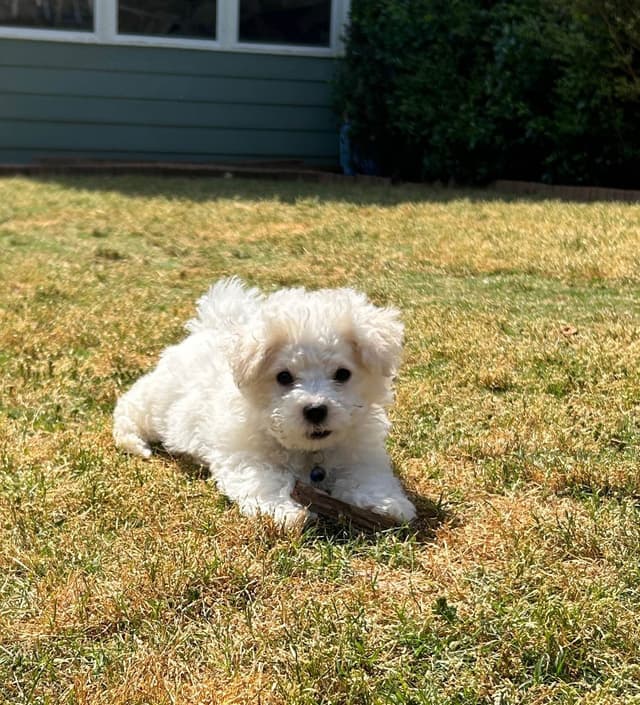 Bichon Frise Puppies media 2