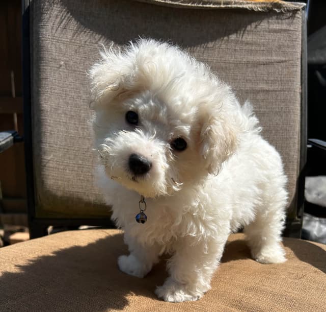 Bichon Frise Puppies media 4