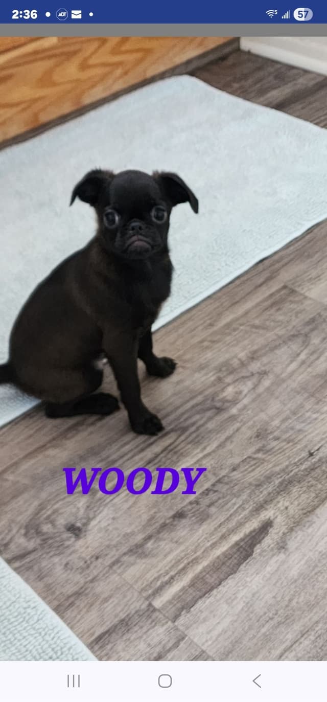 Brussels Griffon Puppies media 4