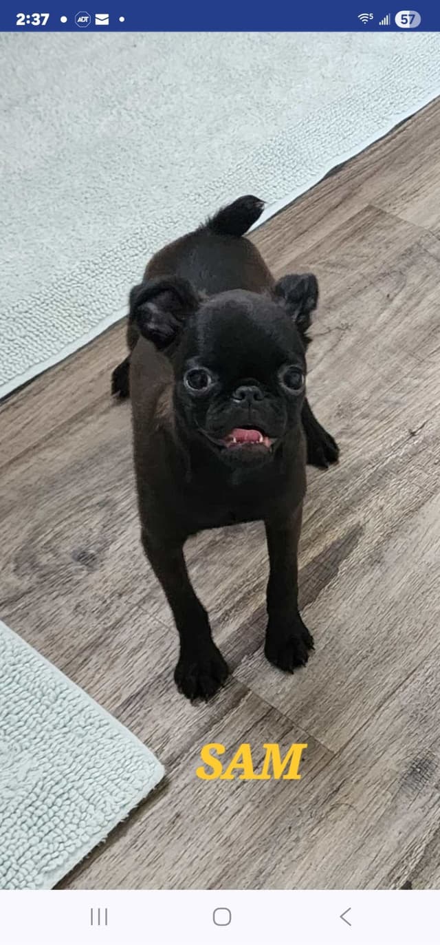 Brussels Griffon Puppies media 6