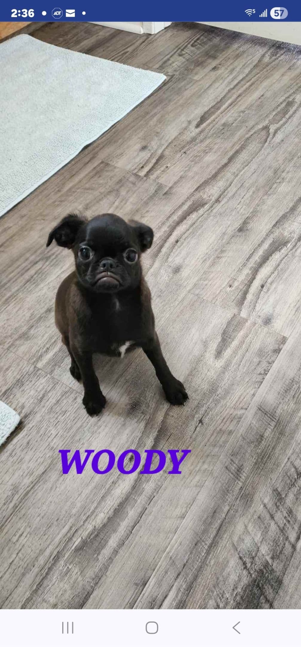 Brussels Griffon Puppies breeder image 6