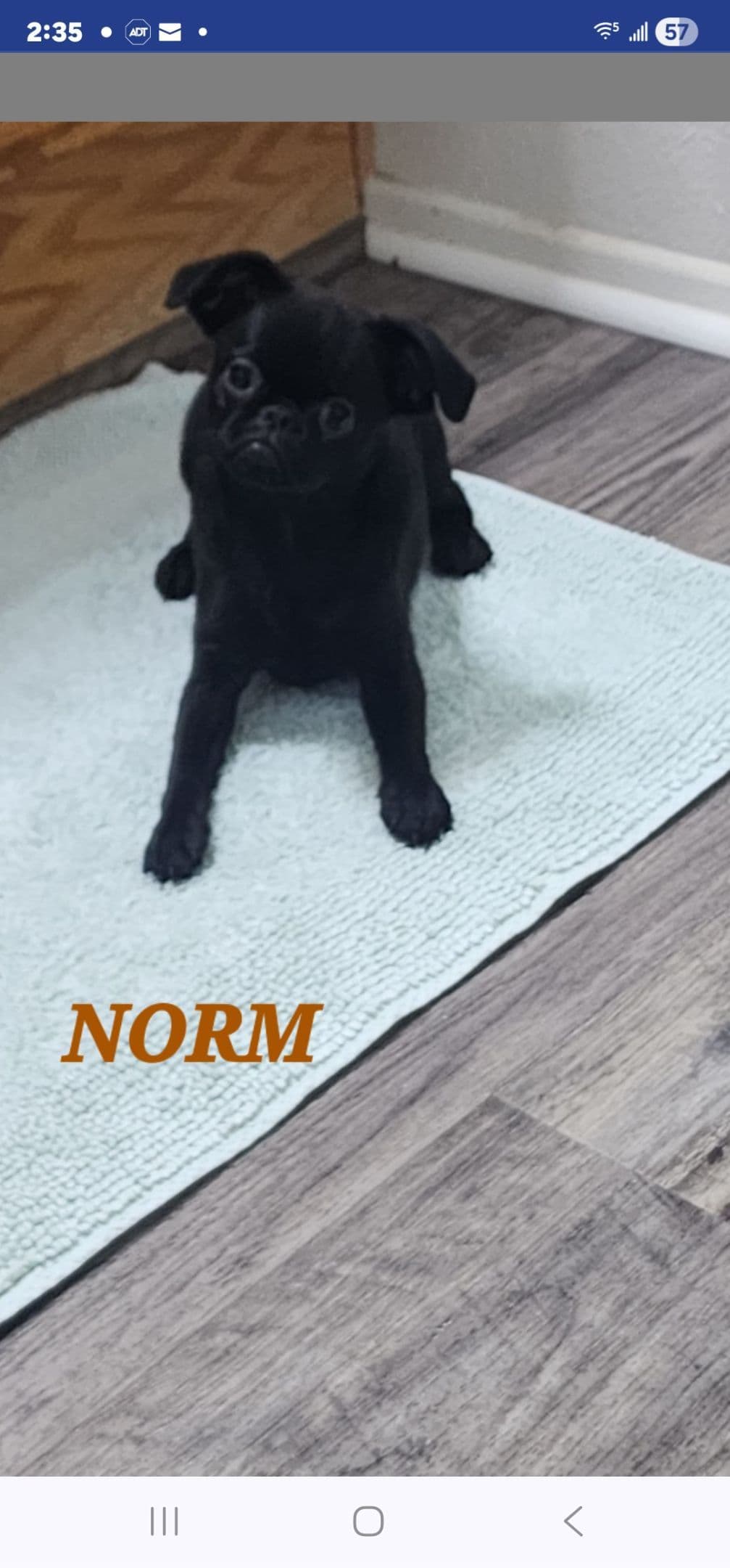 Brussels Griffon Puppies breeder image 8