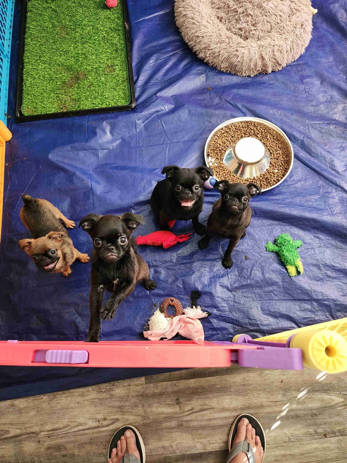 Brussels Griffon Puppies breeder image 9