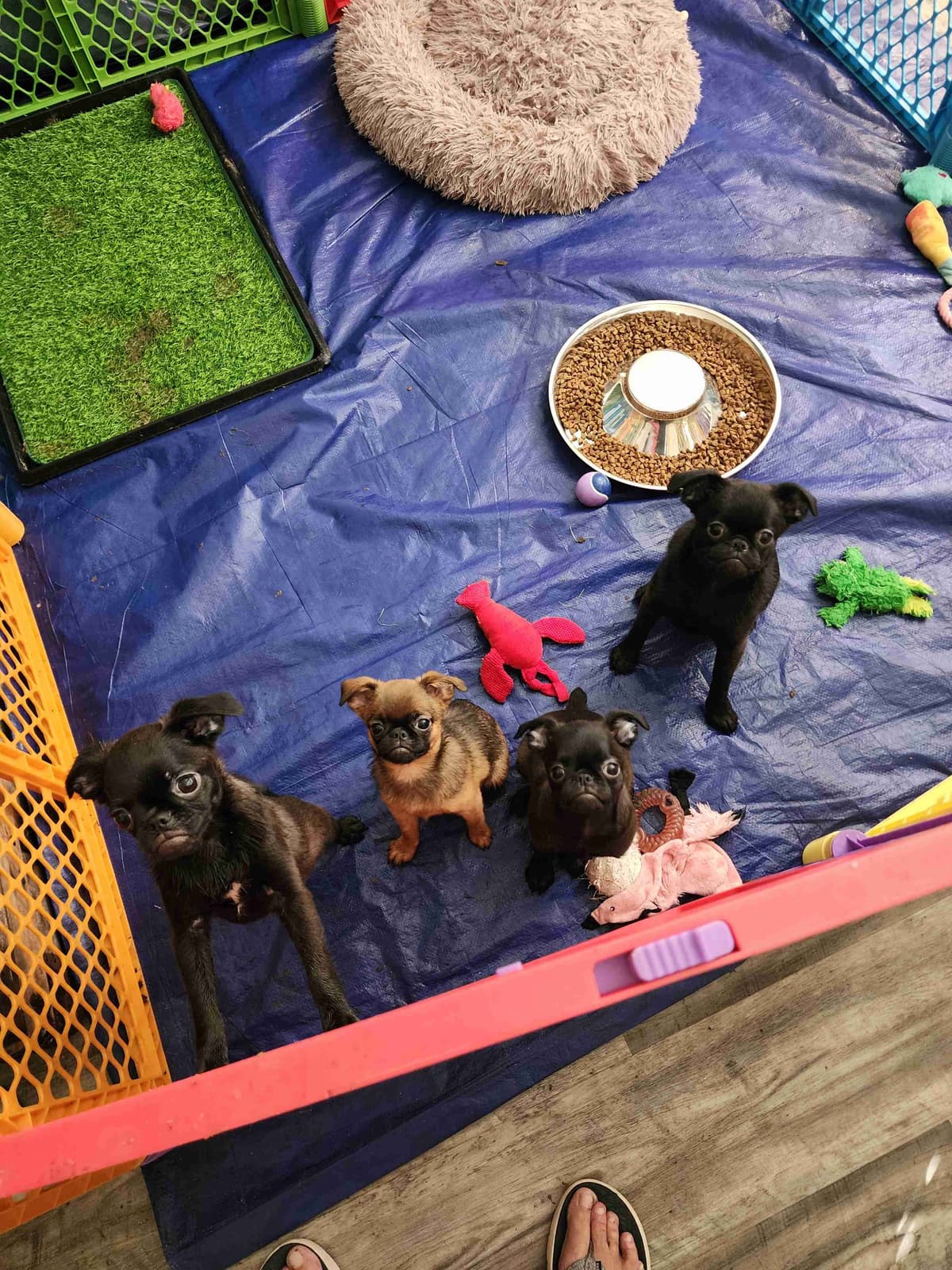 Brussels Griffon Puppies breeder image 10