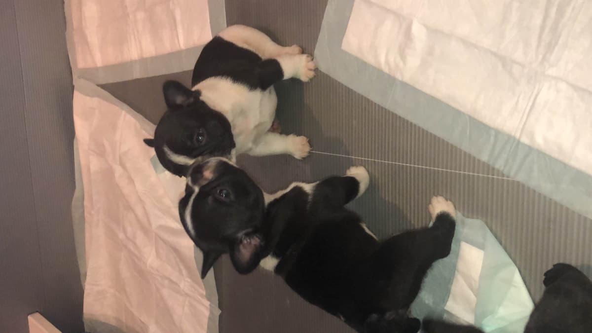 French Bulldog Puppies breeder image 2