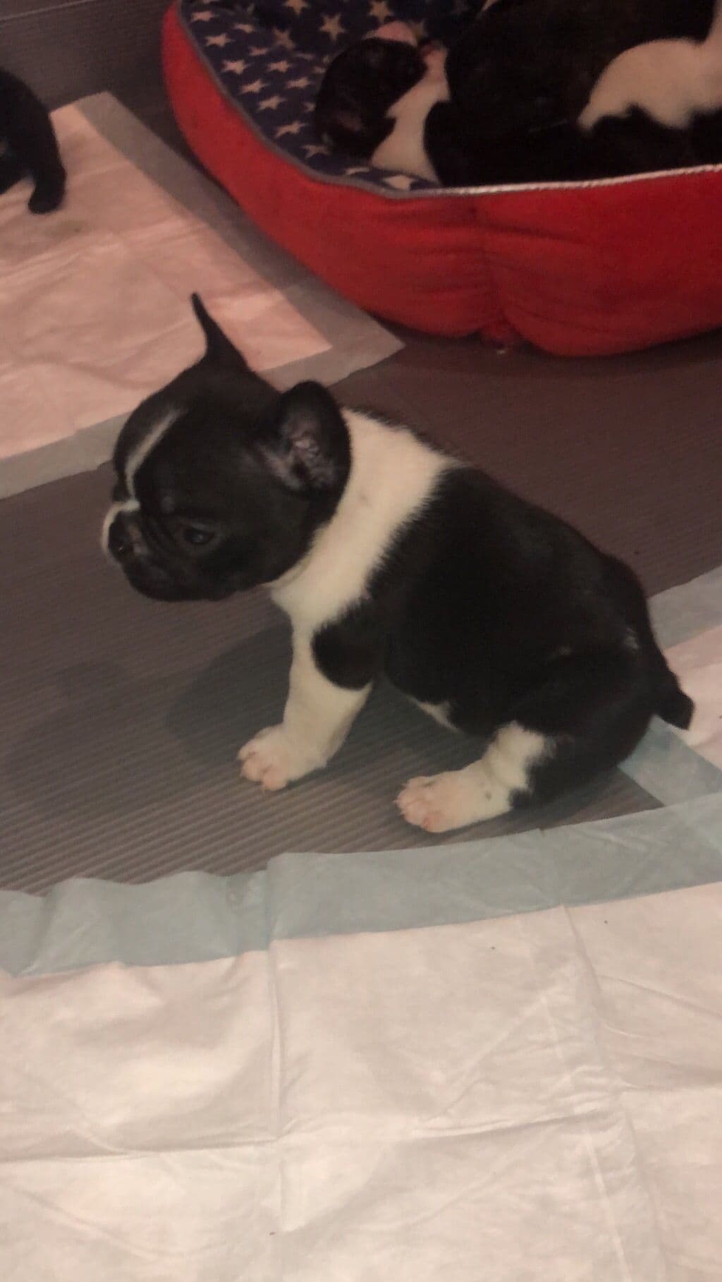 French Bulldog Puppies breeder image 3