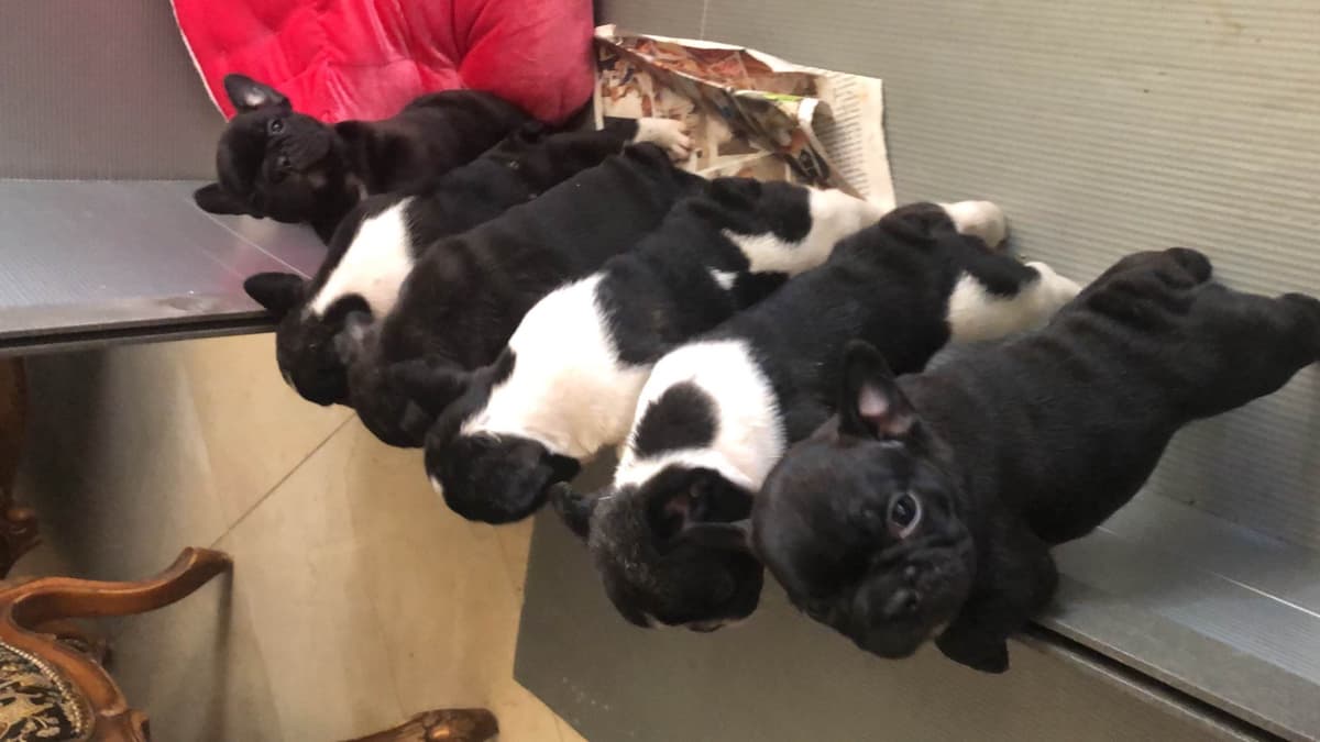 French Bulldog Puppies breeder image 1