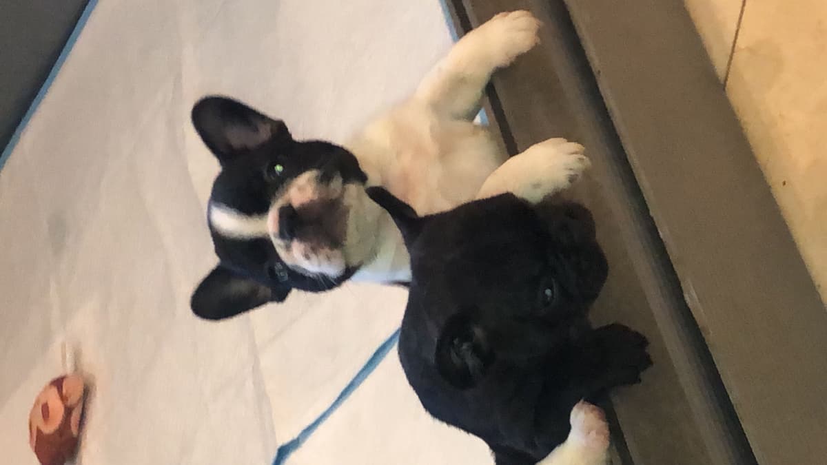 French Bulldog Puppies breeder image 4